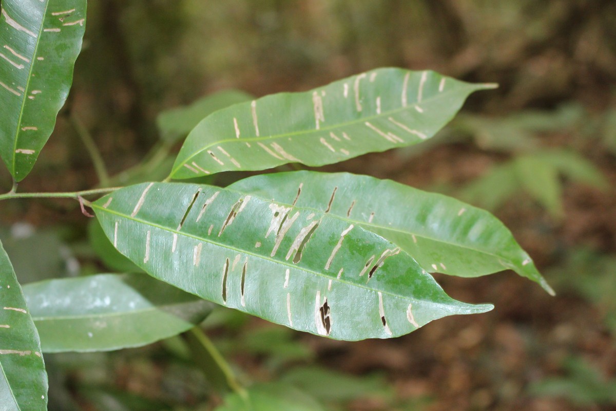 Donella lanceolata (Blume) Aubrév.